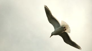 seagull2.jpg